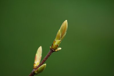 Acer pseudoplatanus 'Leopoldii' - javor klen - pupen